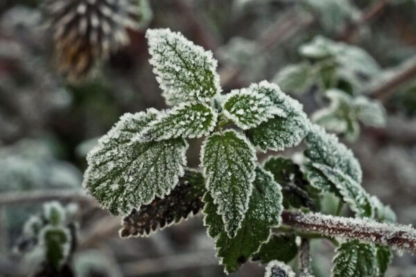В ряде районов Румынии в ночь на 25 августа температура опустилась до -1 °C